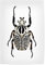 artboxONE Poster 75x50 cm Tiere Tiere Goliathus orientalis hochwertiger Design Kunstdruck - Bild käfer Bug entomologie