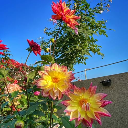 5 pcs dahlienknollen kaufen, zwiebeln blumenzwiebeln mehrjährig winterhart dahlien knollen nachhaltige Geschenke für Frauen blumenwiese hochbeet Balkon pflanztöpfe blumenzwiebeln frühblüher