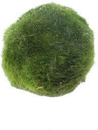 Mühlan Wasserpflanzen 5 Mooskugeln Aquarium 4-6cm Cladophora aegagrophila