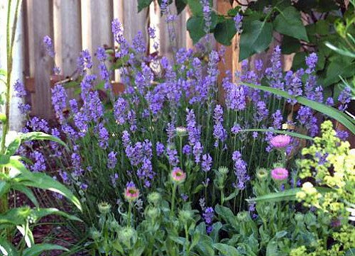 Findlavender - Lavender French Provence - Very Fragrant - 4 Size Pot - 1 Live Plant