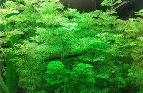 PondPlantsUK 2 x Live Plants for aquascaping, mosses, Fern, Tropical Aquatic Plants in Ceramic Weights (Limnophila Sessilifora)