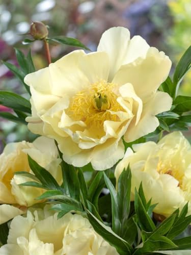 Paeonia mlokosewitschii ca. 11x11 cm Topf - Kaukasus-Pfingstrose, hellgelbe Blüten, Blütezeit Mai-Juni, ideal für Rabatten, bienenfreundlich, pflegeleicht
