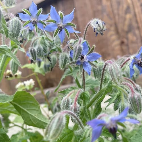 250 pcs borretsch samen mehrjährig, kräuter samen, hochbeete für garten borretschkraut bio kräutersamen, stauden winterhart mehrjährig gartenkräuter, bio saatgut blumen geschenk, pflanzen