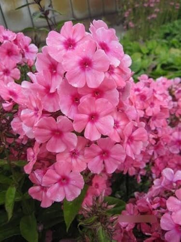 Phlox paniculata Windsor - Flammenblume Windsor Verpackungseinheit 1