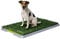 L'originale Potty Patch! Lettiera in erba sintetica per cuccioli - Antibatterico ed antiodore - per la pipi in casa dei cani fino a 7KG - 70 x 44 x 5 cm