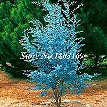 Potseed Blau Eucalyptus Seed Perennial Baum Hausgarten Interessante Einpflanzen 100 Samen