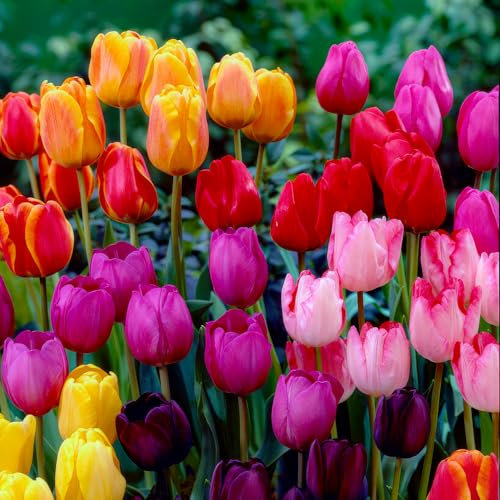 FLORIUM - Tulpenzwiebeln Darwin Hybrid Kollektion (25 Zwiebeln) | 5 Sorten/Farben | Tulpen Mischung aus Holland, Winterharte und mehrjährig Dekoration für Garten, Balkon und Blumenbeete (Keine Samen)