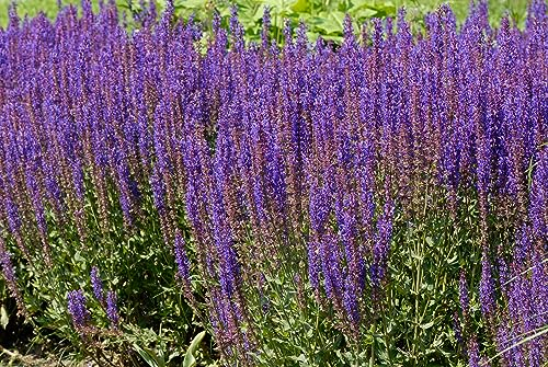 10 x Salvia nemorosa 'Ostfriesland' im 1 Liter Topf (Staude/Stauden/Winterhart/Mehrjährig/) Steppensalbei - Duft und Farbe für lebendige Gärten - Dauerblüher - Bienenfreundlich - von Stauden Gänge