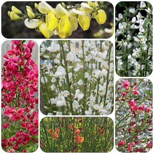 Cytisus scoparius samen, ginster pflanzen winterhart balkon pflanze für draußen pflanzensamen garden Zierblumen gartenpflanzen exotische samen stauden blumen samen kräuter samen 200pcs