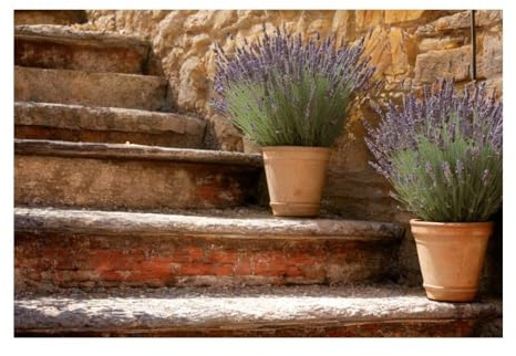 GAEKKO Wall Picture 'Lavender in Pot on Stairs' on Aluminium without Picture Frame Aluminium Dibond Picture 30 x 20 cm