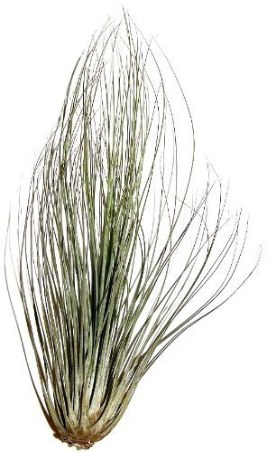 1 Tillandsia filifolia, Tillandsien für Terrarien, Aufsitzerpflanzen
