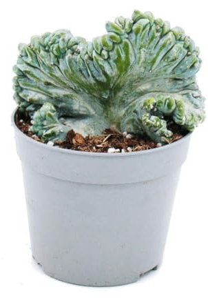 Heidelbeer-Kaktus - Kammform - Myrtillocactus geometrizans cristata - außergewöhnlicher Kaktus - 6,5cm Topf