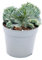Heidelbeer-Kaktus - Kammform - Myrtillocactus geometrizans cristata - außergewöhnlicher Kaktus - 6,5cm Topf