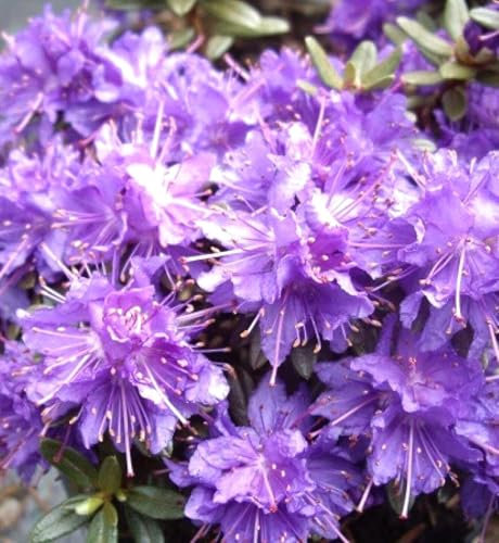 Japanische Azalee Rhododendron impeditum 'Azurika' 15-20 cm blau - violett