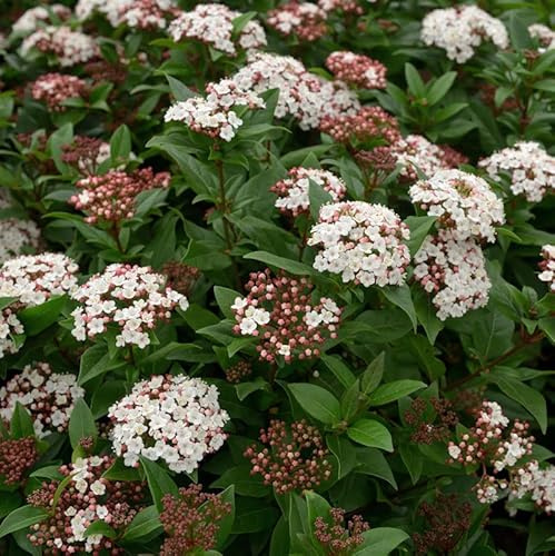 Mittelmeer Schneeball Spirit 60-80cm - Viburnum tinus - lebende Gartenpflanze aus den Baumschulen