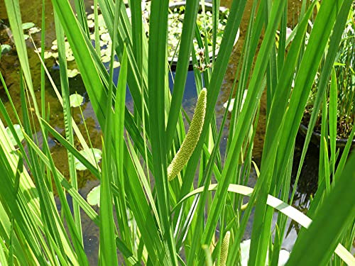 PondPlantsUK 2 x Marginal Plants - Including a pot and compost - Live Water Plant Aquatic Pond Lake Marginal (Acorus calamus)