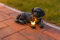 Solar Light Labrador Puppy Statue, Solar Butterfly Black Dog Ornament, LED-Beleuchtung, Solarbetriebenes Gartenlicht, Terrassendielen - Harz