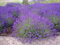 OFFERTA 3 PIANTE DI LAVANDA VASO 14CM AROMATICHE orto