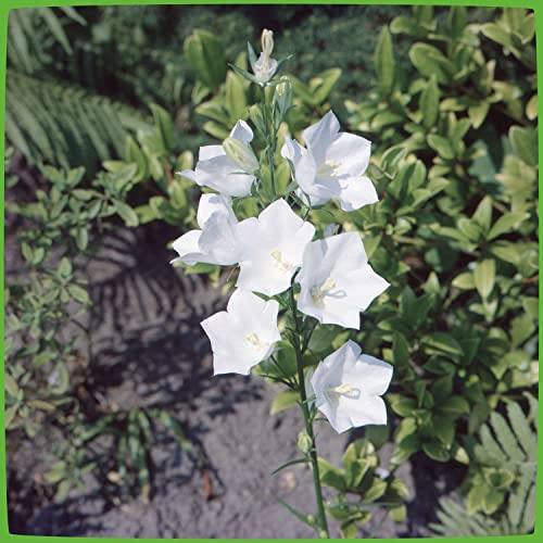 Garten Schlüter