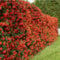 GardenersDream Red Firethorn Pyracantha Hedging Plant - Colourful Evergreen Outdoor Plant - Flowering Shrub for Walls and Fences - Fast Growing Red Column Plants (9cm Pot, 20-30cm)