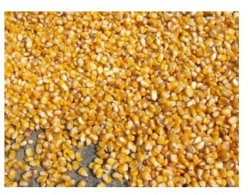 Johnston & Jeff Graded Whole Maize 20Kg - Pigeon Corn