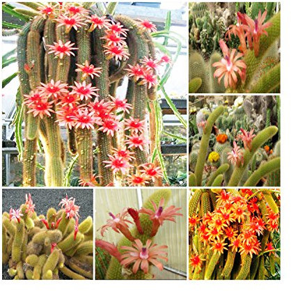 Hildewintera Aureispina * Cleistocactus winteri * coda di scimmia Cactus * 50 Semi