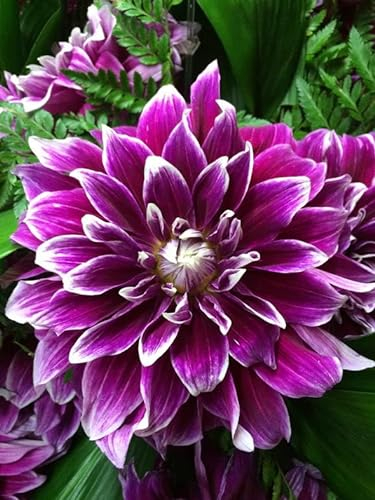 5 x Purple and White Dahlia Uncle B (Dinner-Plate) Tuber to Plant (Free UK Postage)