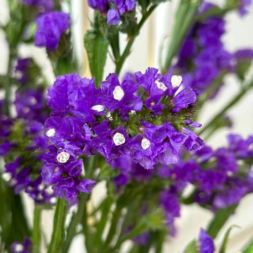 260 pcs vergissmeinnicht geschenk samen winterharte stauden sommerblumen samen schattenpflanzen winterharte kübelpflanzen frühlingsblumen winterharte pflanzen für garten bienenweide