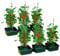 Garden Mile 6 macetas de tomate para plantas, invernaderos, macetas de jardín, bolsa de cultivo de plástico para tomates, fresas, hierbas, bolsa de cultivo para vegetales, camas e invernaderos (6