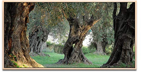 alte Olivenbäume ca. 130x70cm Wandbild inklusive Schattenfugenrahmen naturfarbend - Panorama Leinwand Bild XXL Format Wandbilder Wohnzimmer Wohnung Deko Kunstdrucke