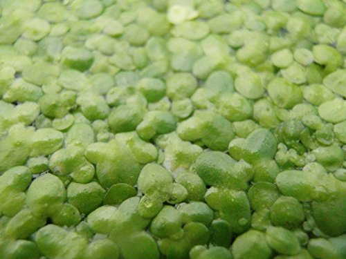 1 Portion Wasserlinsen ca. 1000 Stk. Lemna minor