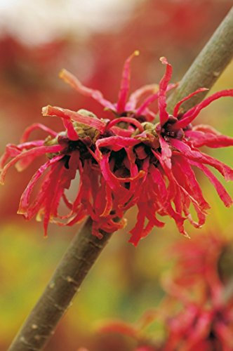 Zaubernuss Diana - Hamamelis intermedia 'Diane' - Rotblühende Züchtung für den Garten, Winterblüher-Pflanze von Garten Schlüter - Pflanzen in Top Qualität