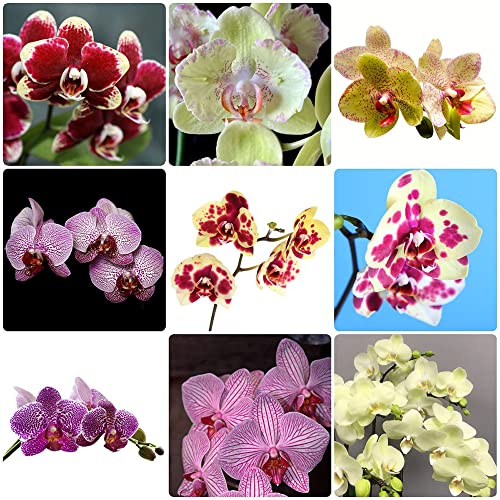 phalaenopsis kaufen samen - Orchidee Orchideen - Seltene Pflanzen serie - mix blumensamen ausgefallene geschenke pflanzensamen nachhaltige geschenke saat blumendeko indoor garten 150Stück