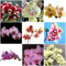 phalaenopsis kaufen samen - Orchidee Orchideen - Seltene Pflanzen serie - mix blumensamen ausgefallene geschenke pflanzensamen nachhaltige geschenke saat blumendeko indoor garten 150Stück