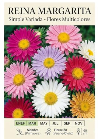 Semillas de Margarita Reina – Flores Ornamentales para Jardín, Terraza o Maceta con Floración Primaveral | DECOALIVE