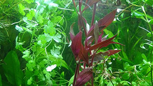 50 Live Acquario Piante