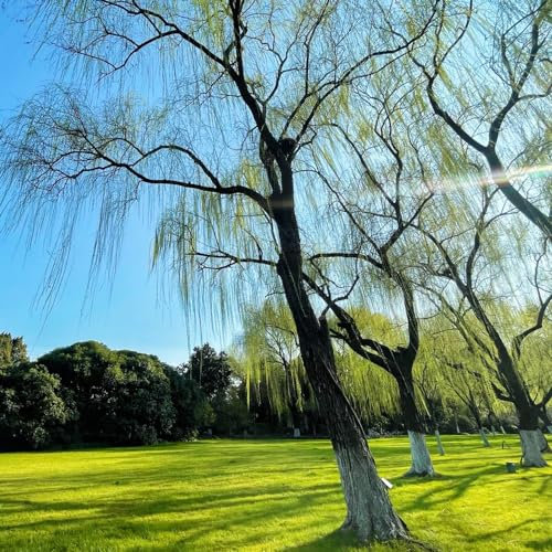 5 pcs trauerweide baum kaufen samen, bienenweide, pflanzen balkon (Salix babylonica) samen winterhart, geschenk gartenliebhaber baumsamen, pflanzensamen geschenk bonsai, plants bonsai