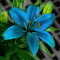 Bulbos de lirio. Planta de lirio. Planta perenne resistente. Alto valor ornamental. Apto para todos.-2 bulbos-F