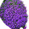 300 Stcs Purple Rock Cress Samen Aubrieta Bodenbedeckung Cress Samen Mehrjähhrige Blumenamen für die Geschwindigkeit der Geschwindigkeit des auffälligsten Rasen ABDECKUNG ZIEHT BEST ANE AN ​​A