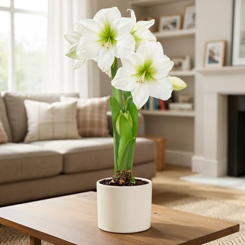 FLORIUM Amaryllis Zwiebel White Star – 1 Blumenzwiebel, aus Holland | 1 große Amaryllis-Zwiebel, Sorte White Star, Großformat 26/30, nicht gewachst, aus Holland, für Topf und Innenbereich