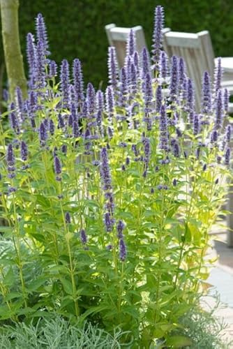 Asiatische Duftnessel Agastache 'Black Adder', 6 Pflanzen, Ø9cm