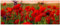 Wallario Glasbild Mohnblumen auf dem Feld - 50 x 125 cm Wandbilder Glas in Premium-Qualität: Brillante Farben, freischwebende Optik