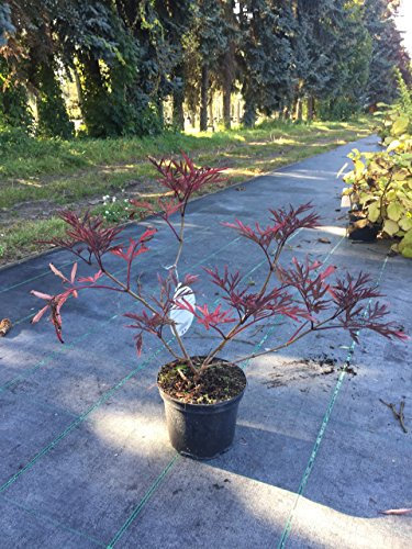 Schwarzer Holunder Black Lace 40-60 cm Strauch für Sonne-Halbschatten Heckenpflanze weiß-rosa Laub Gartenpflanze winterhart 1 Pflanze im Topf