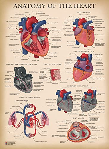 Palace Learning Vintage-Poster, Herz-Anatomie, laminiert, anatomisches Diagramm des menschlichen Herzens, 45,7 x 61 cm
