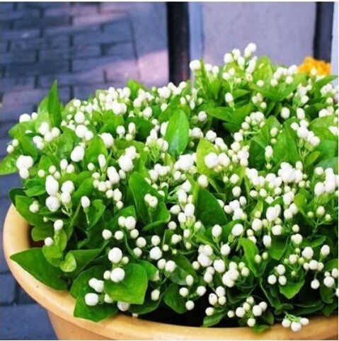 Graines de fleurs de Jasminum Ambizu New Asmine Graines de jasmin blanc, plantes parfumées Graines de jasmin d'Arabie: PAQUET DE 100 GRAINES