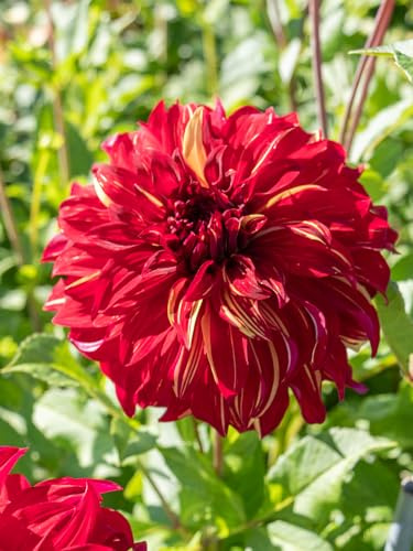 Dahlie Bohemian Spartacus | 1 Stück | Knolle | Gelb | Rot | 100% Blütegarantie | QFB Gardening