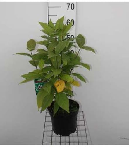 Calycanthus floridus (c. fertilis) - Gewürzstrauch 40-60 cm Container