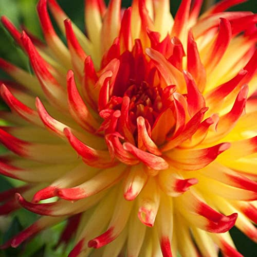 4Pcs Dalia bulbi Rare Varietà Giardinaggio Giardino Decorazione Della Casa Deve Avere Lunga Storia Tuberi Semplice Facile Sopravvivere Adatto Novizi