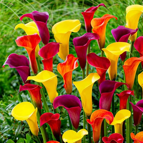 Sunny Calla Lilien Zwiebeln Kollektion, 10 Zantedeschia Knollen, 5 Sorten, 2 von jeder Farbe Mix, Ideal als Topf und Gartenpflanze, Blumenzwiebeln Mischung aus Holland (kein Samen nicht künstlich)