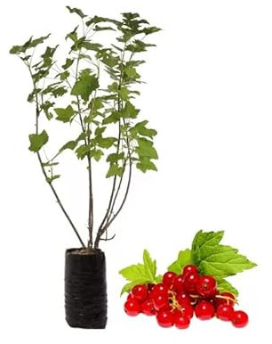Grosella Roja Natural la Planta que te Ayudará a Crear un Espacio Verde y Nutritivo en tu Hogar